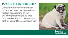 Overweight pets