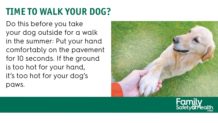 Dogs' paws