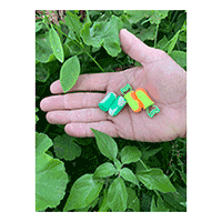 The World’s First Biobased Earplugs by Final Fit Safety