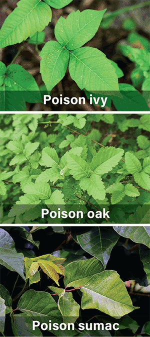 Poison ivy, oak and sumac