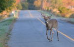 deer-on-the-road.jpg