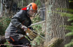 Worker cutting tree