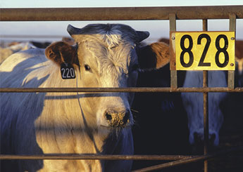 livestock-cattle