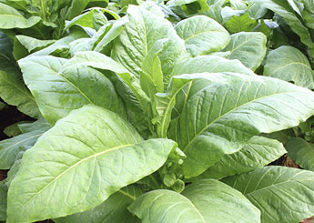 tobacco-plant