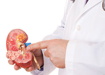 doctor kidney