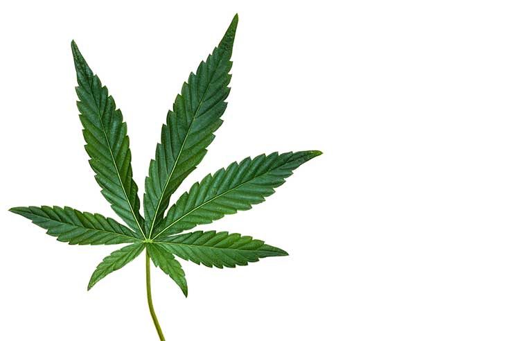 cannabis-leaf.jpg