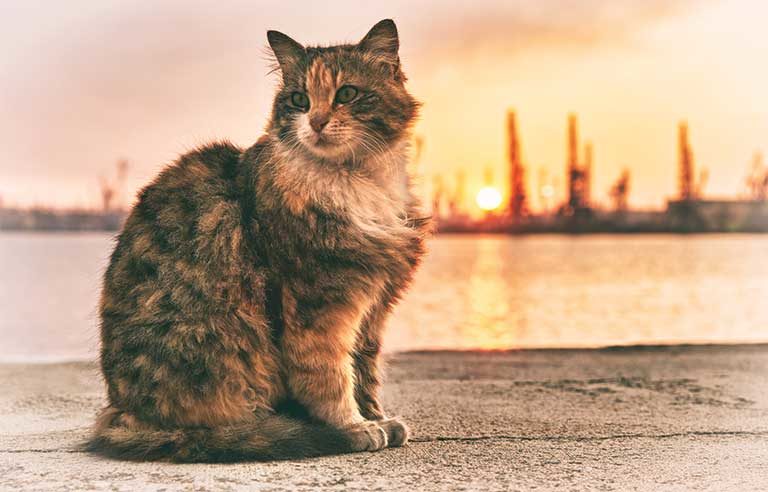 cat-sunset