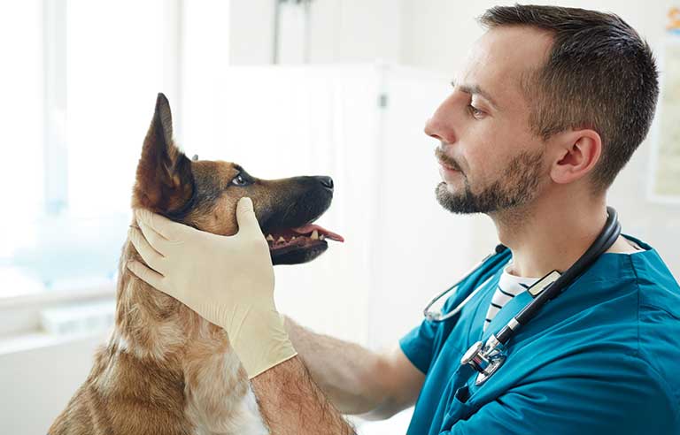 veterinarian.jpg