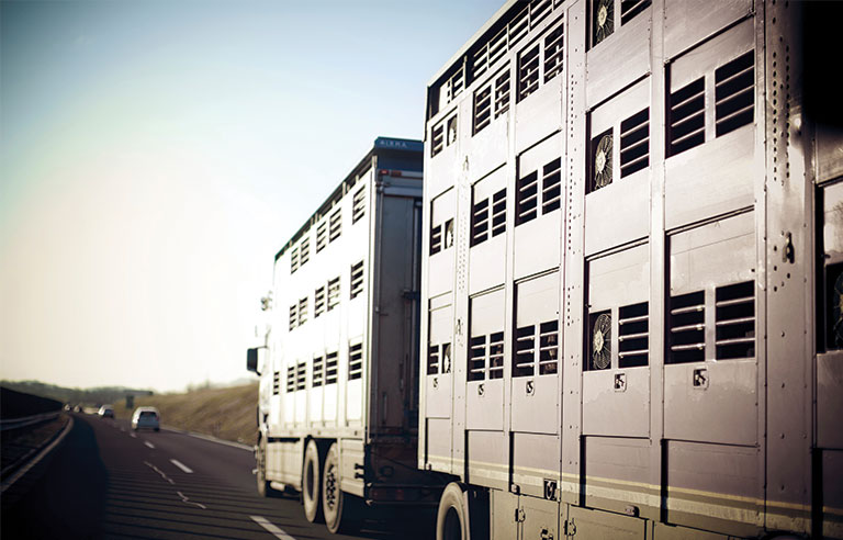 livestock-transportation.jpg