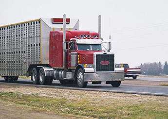 Livestock truck 345x245