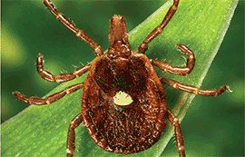 Watch out for ticks