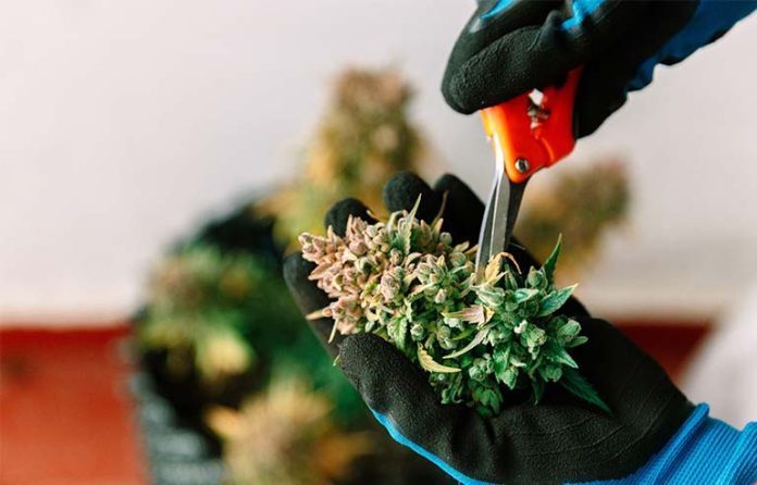 2021-YellowBird_Cannabis-Trimming