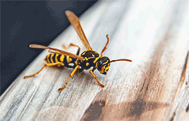Working outdoors with insects