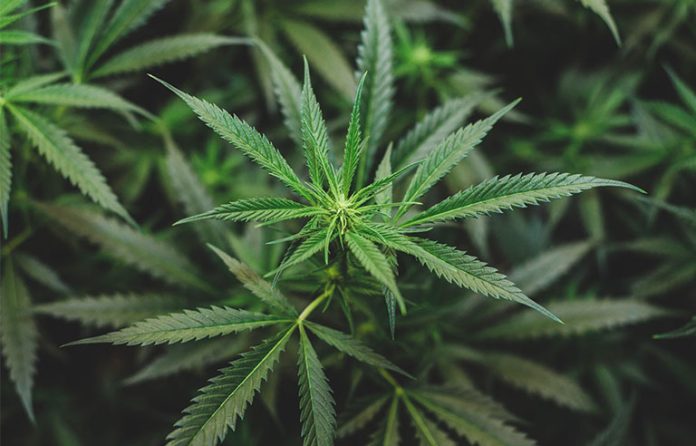 Cannabis1.jpg