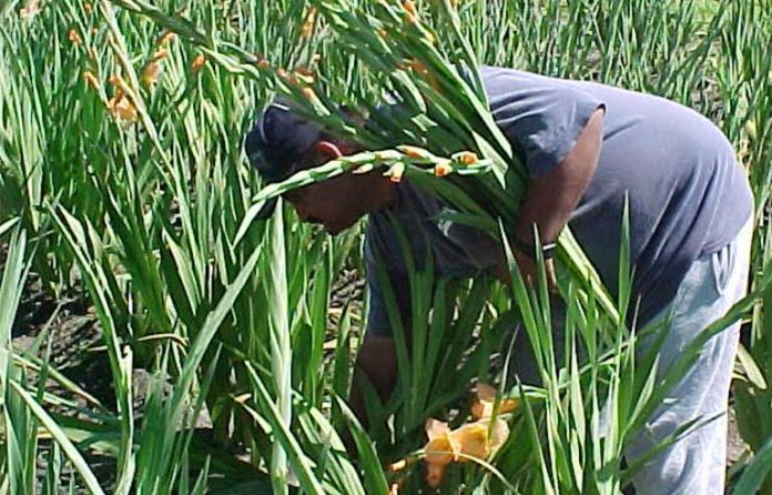 Illinois_farmworker.jpg