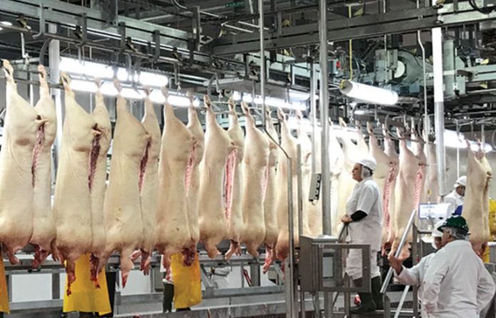 Swine modernization