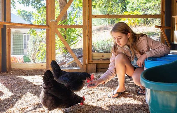 backyard-chicken.jpg