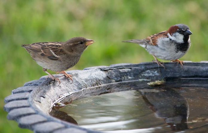 bird-bath