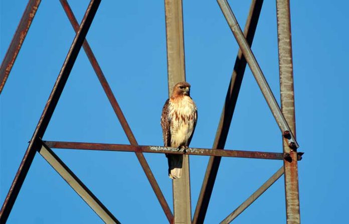 bird on tower2