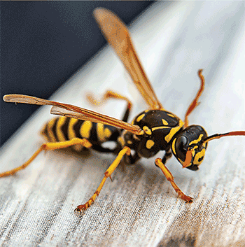 Wasp Wasp