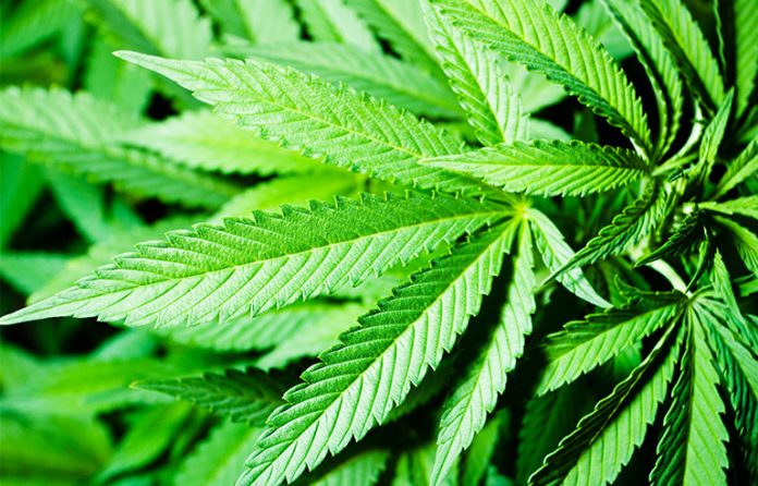 cannabi