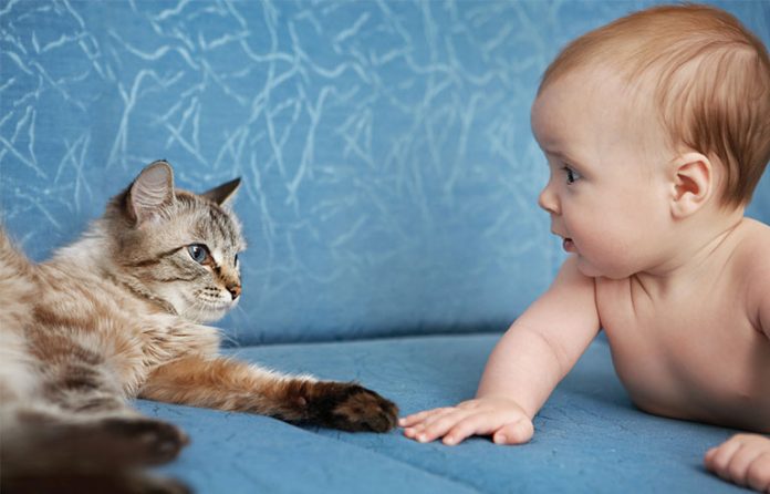 cat and baby