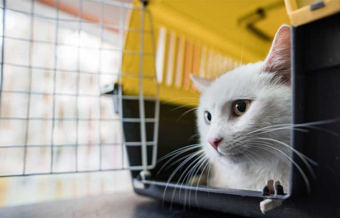 cat-in-crate.jpg