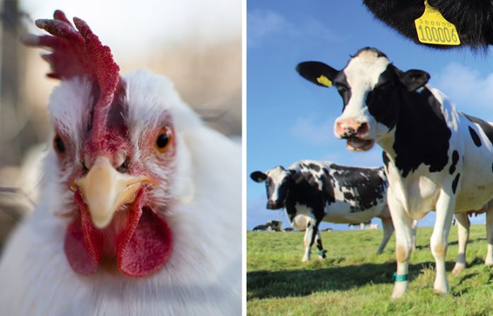 cows.jpg