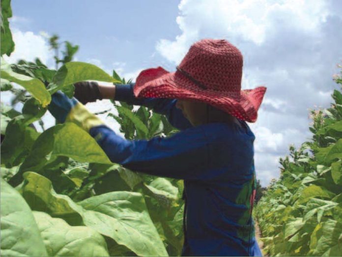 Child tobacco worker