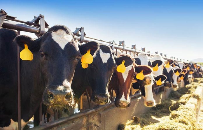 dairy-farm.jpg