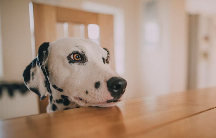 dog.jpg