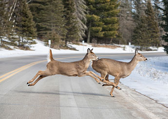deer