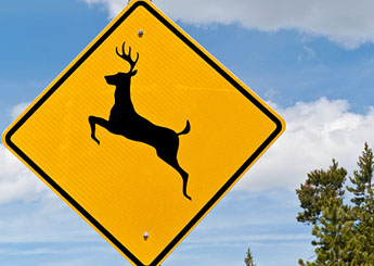 deer
