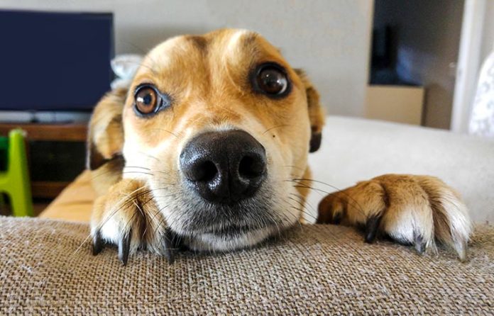 dog-looking-over.jpg