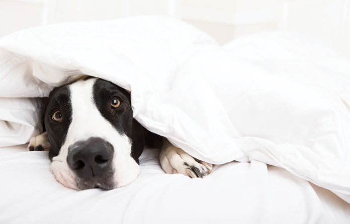 dog under blanket