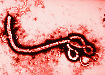 Ebola