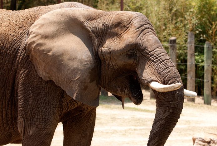 Elephant
