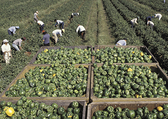 farm workers --022114