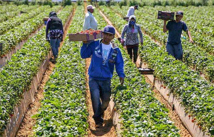farmers