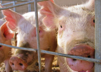 hog farm