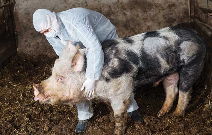 hogs