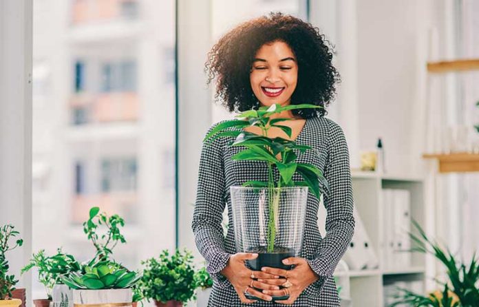 houseplants