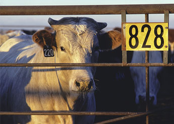 livestock in truck