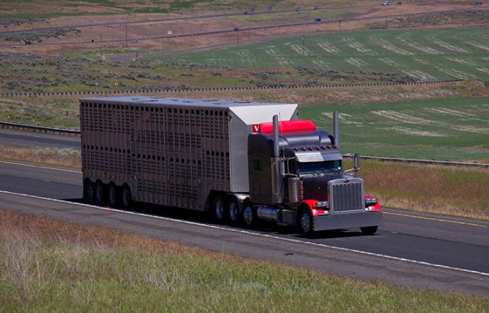 Livestock truck