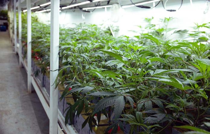 Cannabis worker safety