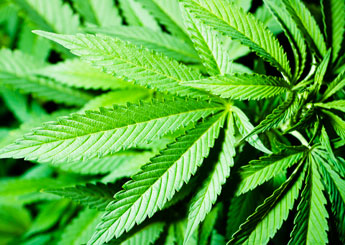 marijuana