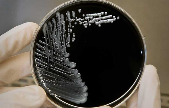 materials-bacterium