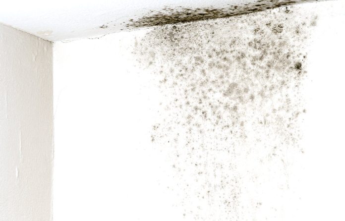 mold.jpg
