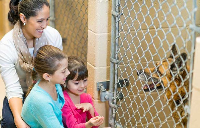 pet adoption