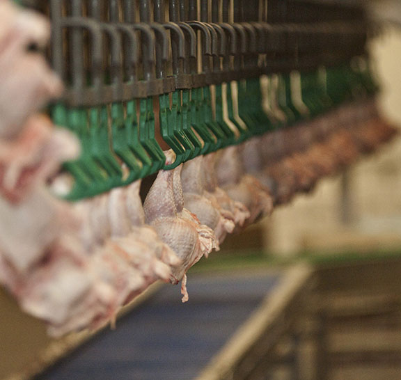 poultry processing